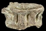 cretaceous Fossil Fish (Xiphactinus) Vertebra - Kansas #113017-1